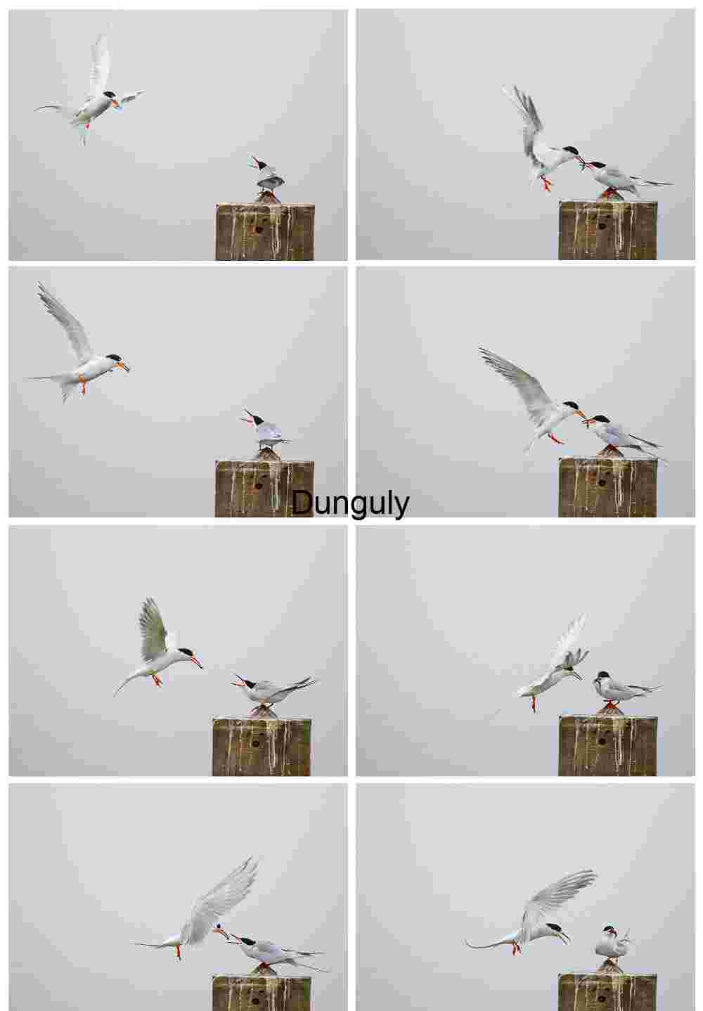 Graceful Exchange: Terns in Mid-Air Feeding Ritual