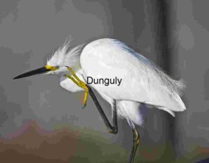 Snowy Egret Scratching Gracefully in Soft Focus