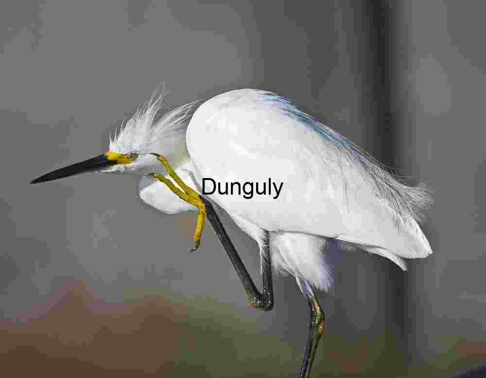 Snowy Egret Scratching Gracefully in Soft Focus