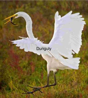 Great Egret in Flight with Fresh Catch over Autumn Marsh