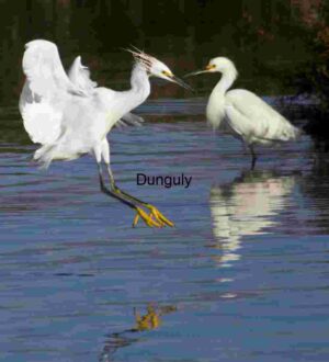 Elegance in Motion: Egrets Dancing on Water