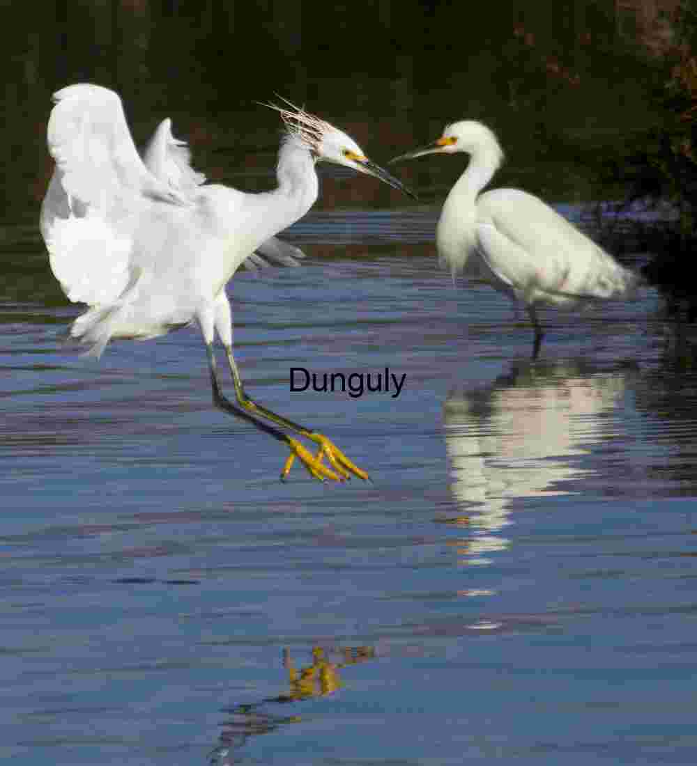 Elegance in Motion: Egrets Dancing on Water