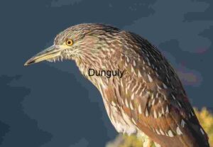 Juvenile Watch: Black-crowned Night Heron in Detail