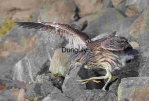 Juvenile Black-Crowned Night Heron on Coastal Rocks