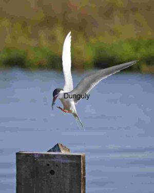 Mid-Air Precision: Black-Headed Gull with Fresh Catch