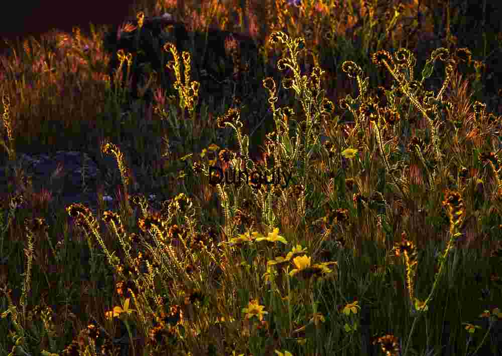 Golden Reverie: Wildflowers in Morning Light