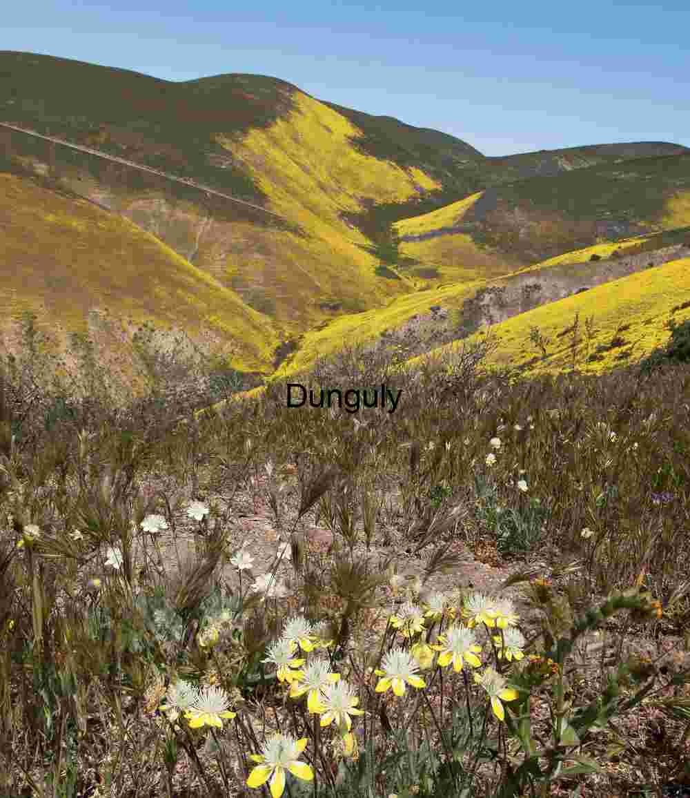 Spring Radiance: Wildflowers Across Mountain Slopes