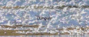 Chaos in Flight: Terns at the Water’s Edge