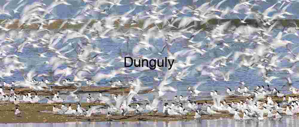 Chaos in Flight: Terns at the Water’s Edge