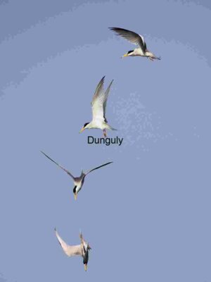 Grace in Motion: Terns Dancing Through the Sky