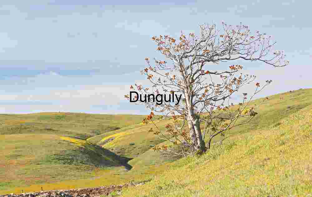 Solitary Witness: Tree on a Blooming Hillscape