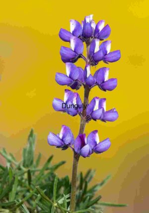Purple Lupine Against Golden Backdrop