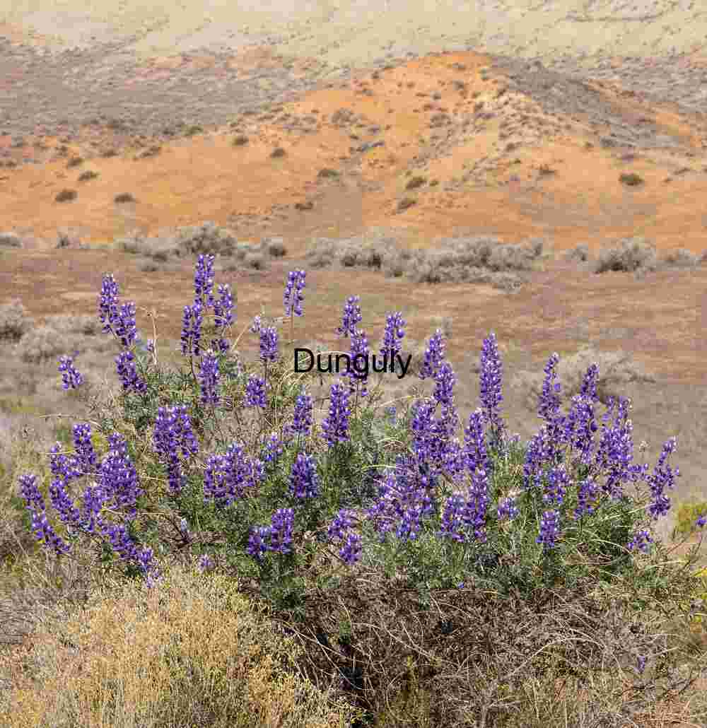 Purple Lupines Bloom in Desert Silence