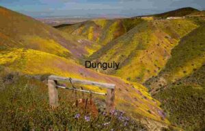 Golden Bloom Path – Carrizo Plain