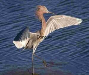 The Dance of the Reddish Egret: Wings Over Water
