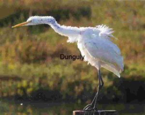 Poised in Stillness: The Great Egret’s Watchful Grace