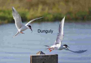 Terns in Flight: Aerial Exchange Over Tranquil Waters