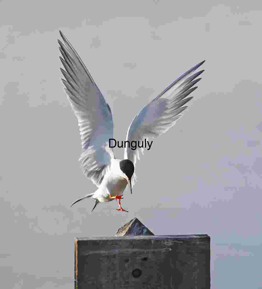 Tern in Mid-Flight: Poised Above Post with Wings Extended
