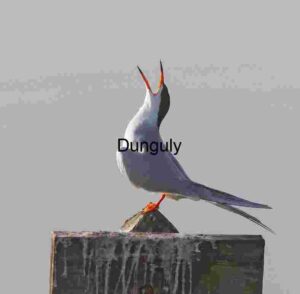 Call of the Tern: A Moment on the Post