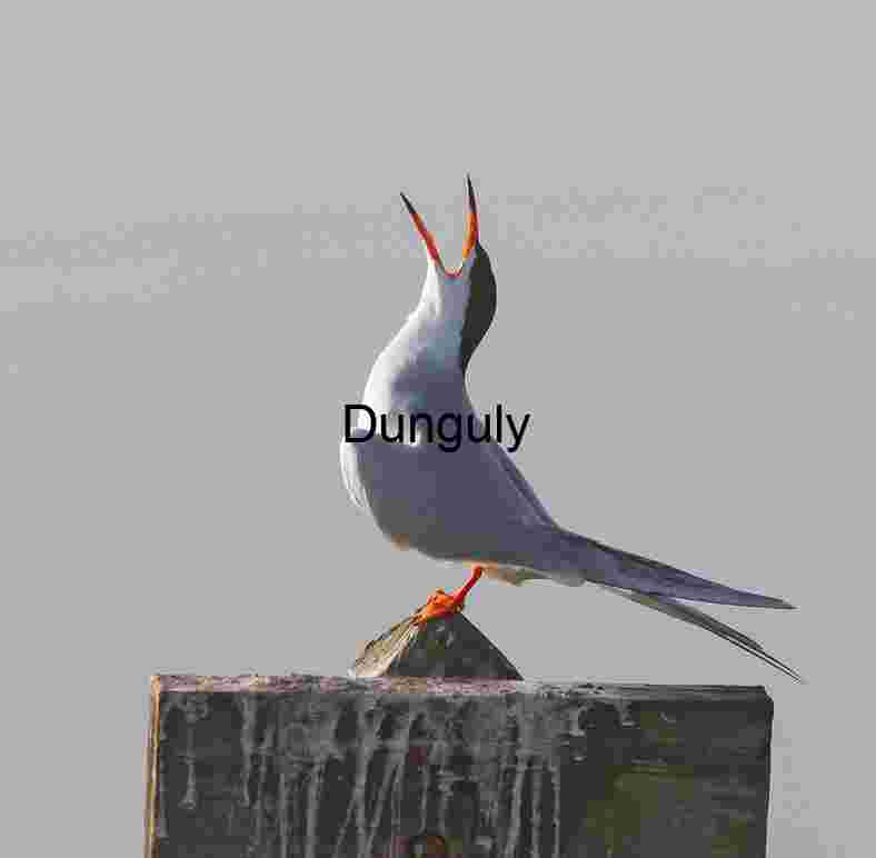 Call of the Tern: A Moment on the Post
