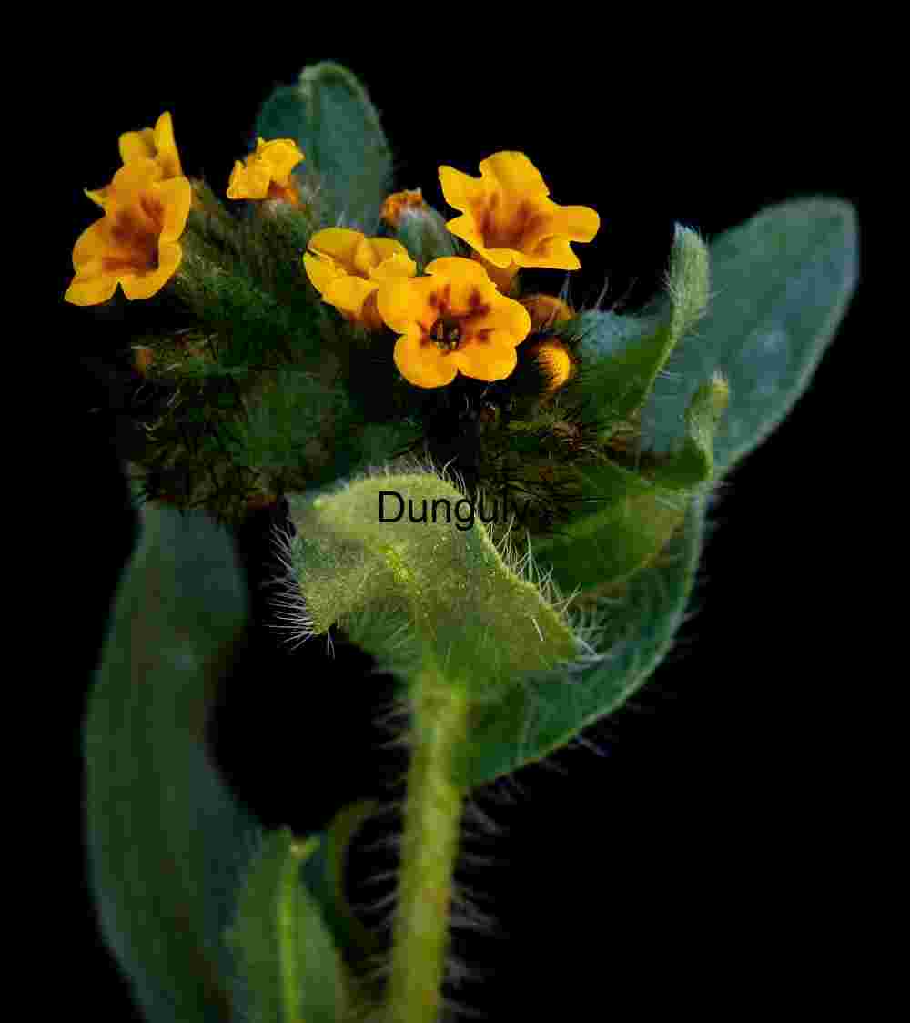 Fuzzy-Stemmed Wildflower Against Black Backdrop