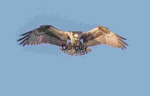 Title: Wings of Power: Osprey in Flight