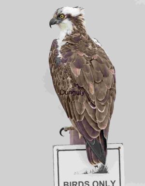 Rightful Perch: Osprey on Duty