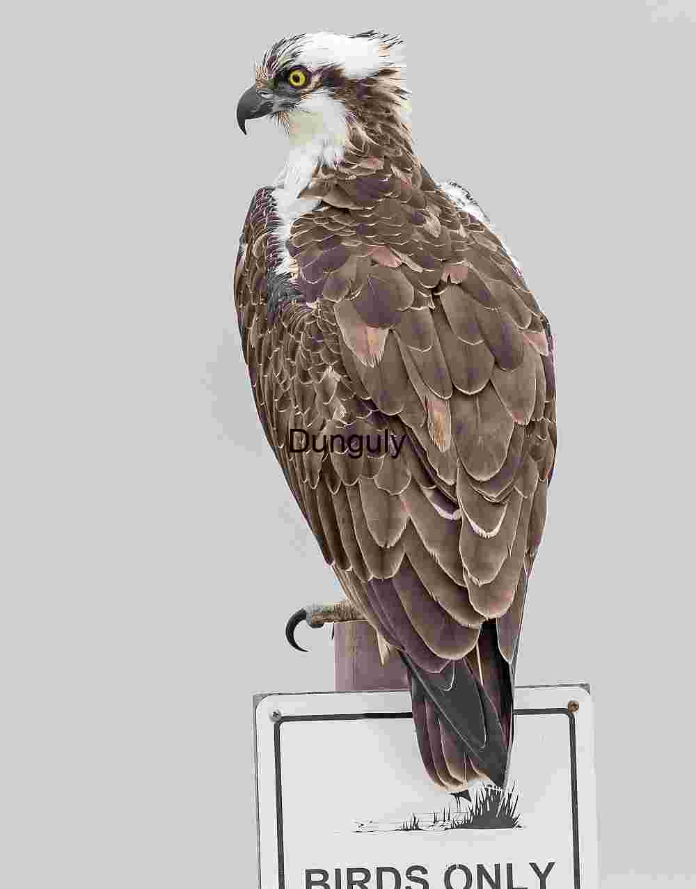 Rightful Perch: Osprey on Duty