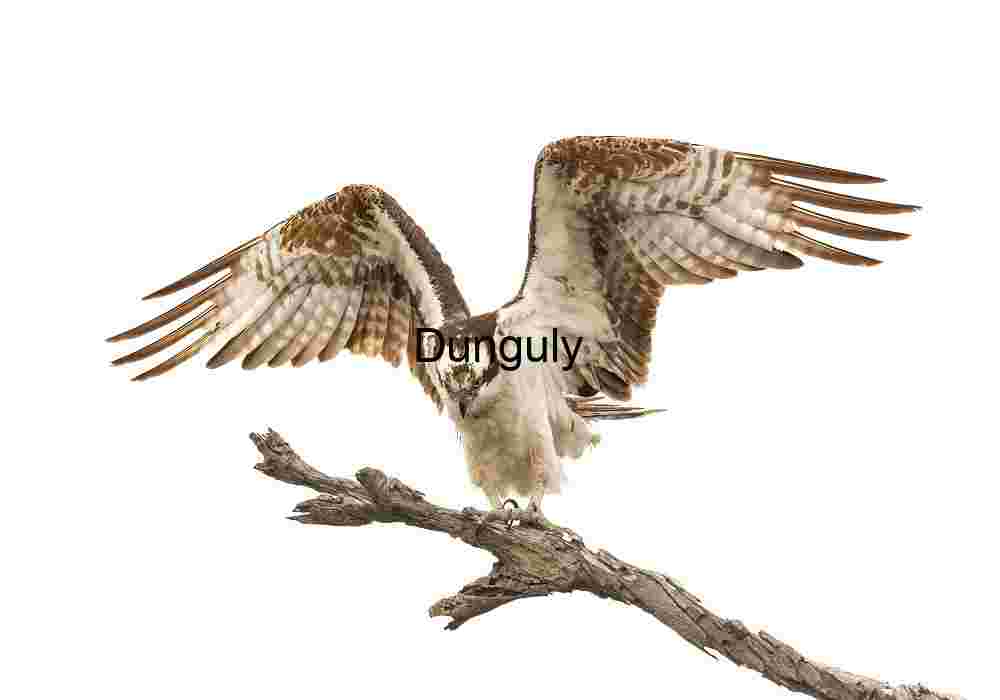 Focused Wings: Osprey in Command