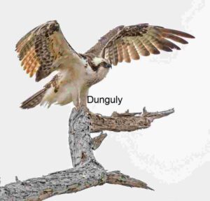 Wings Unfurled: Osprey on the Watch