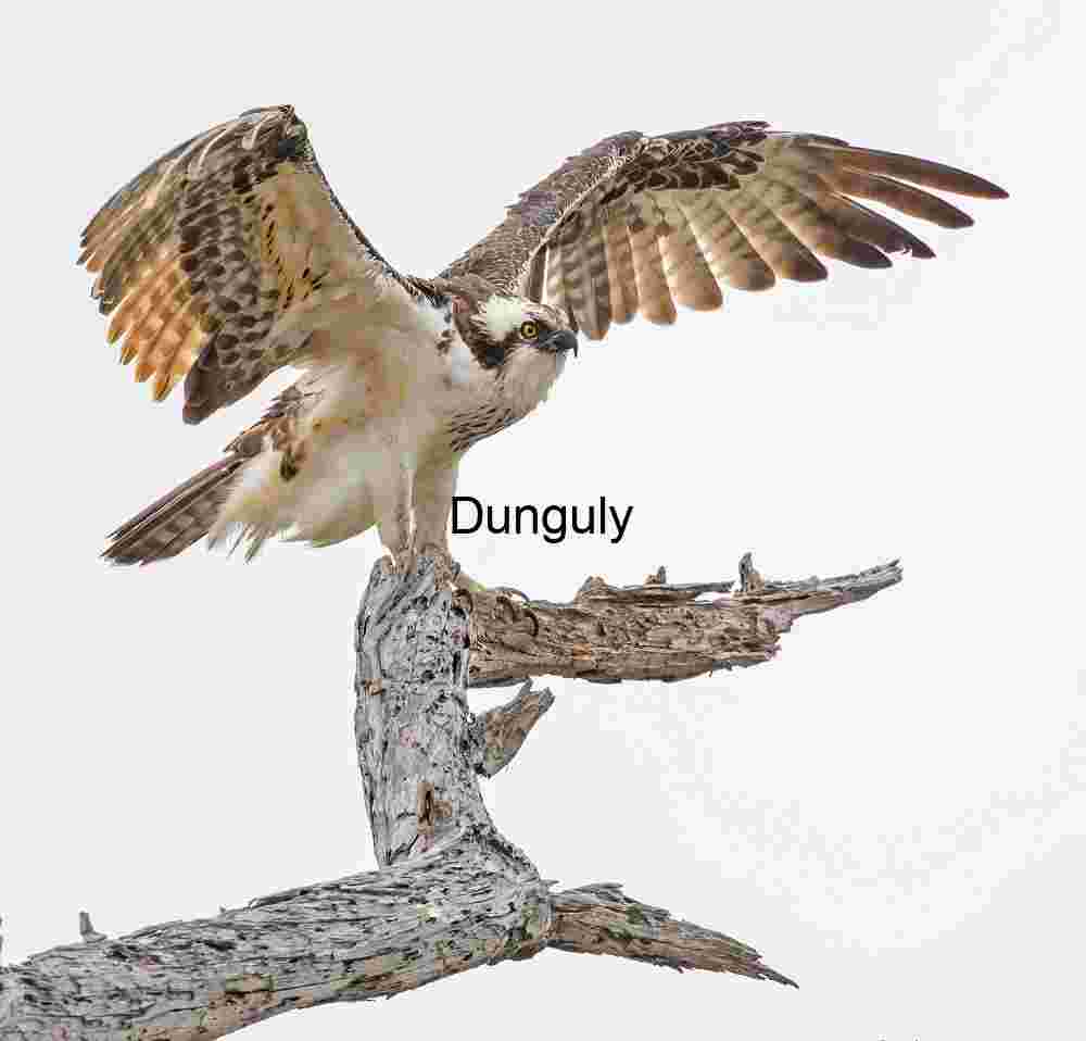 Wings Unfurled: Osprey on the Watch