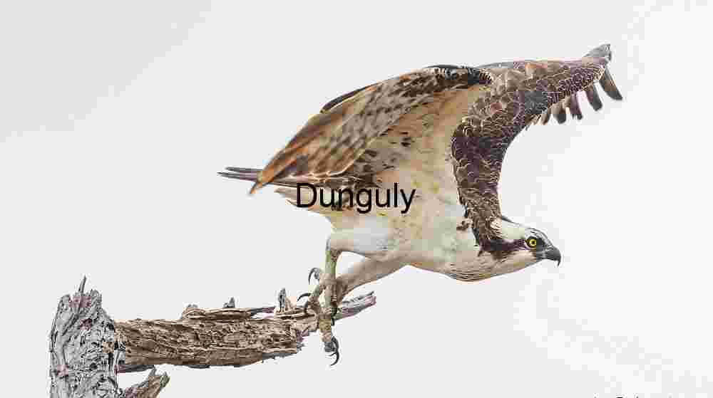 Ascend in Silence: Osprey Takes Flight