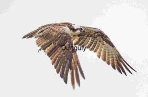 Grace in Motion: Osprey Mid-Flight Elegance