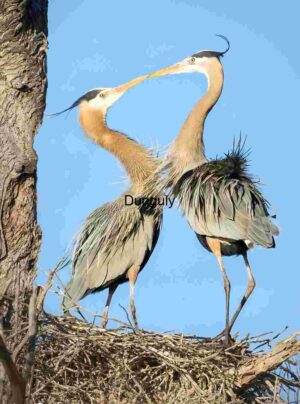 Grace in Motion: Osprey Mid-Flight Elegance