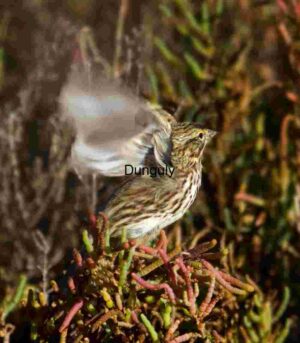 Flurry of Feathers: Small Bird in Motion Among Colorful Stems