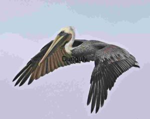 Grace in Flight: A Pelican Soars Against the Sky