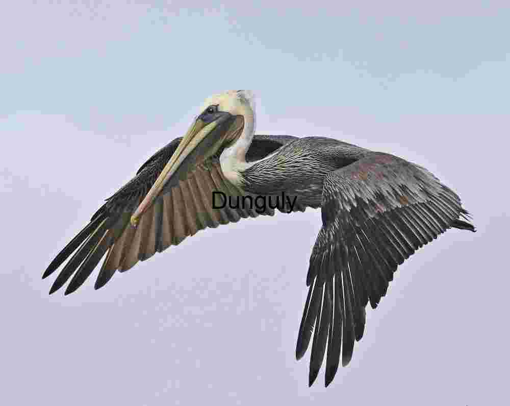 Grace in Flight: A Pelican Soars Against the Sky