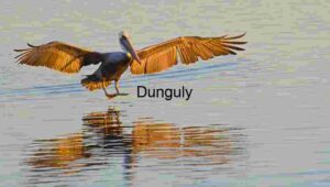 Golden Descent: Pelican Landing at Sunrise