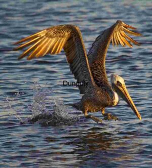 Skimming the Surface: Pelican in Motion Over Sunlit Waters