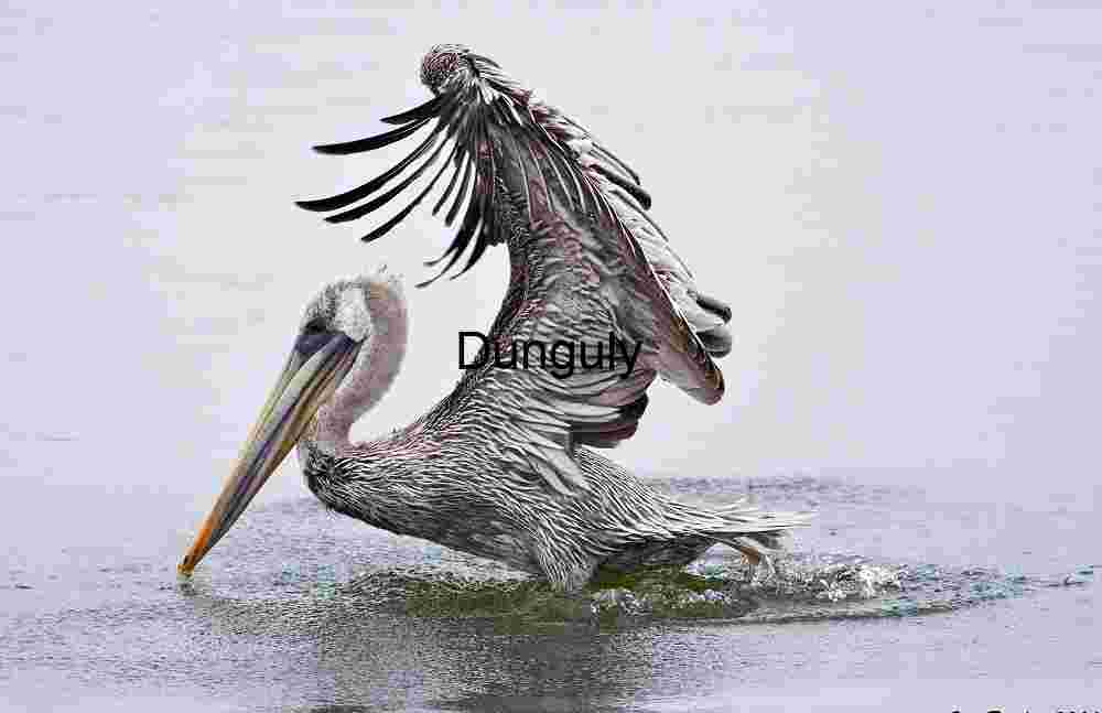 Poised in the Shallows: Pelican with Wings Ajar