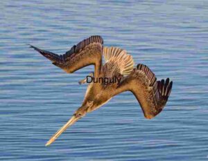 Dive of Precision: Pelican in Flight