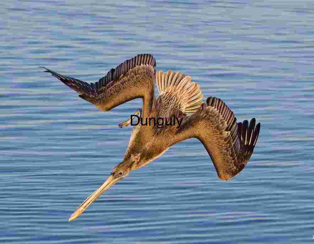 Dive of Precision: Pelican in Flight