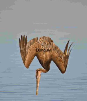 Grace in Motion: Osprey Mid-Flight Elegance