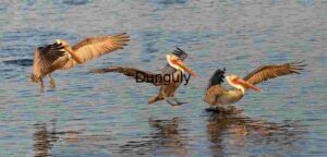 Grace in Motion: Osprey Mid-Flight Elegance