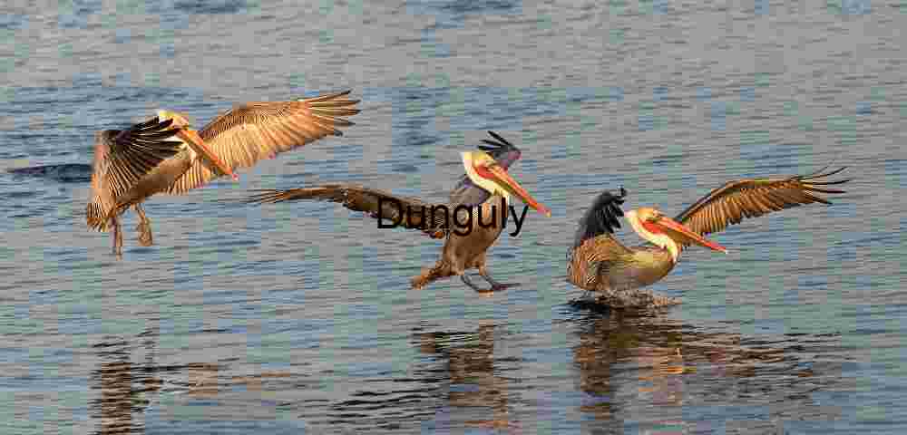 Grace in Motion: Osprey Mid-Flight Elegance