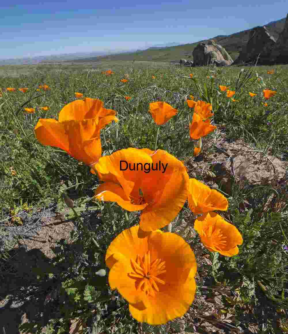 Golden Reverie: California Poppies in Spring Bloom