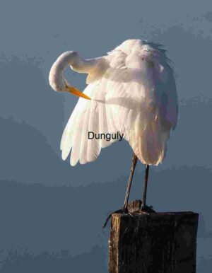 Grace in Stillness: The Preening Egret
