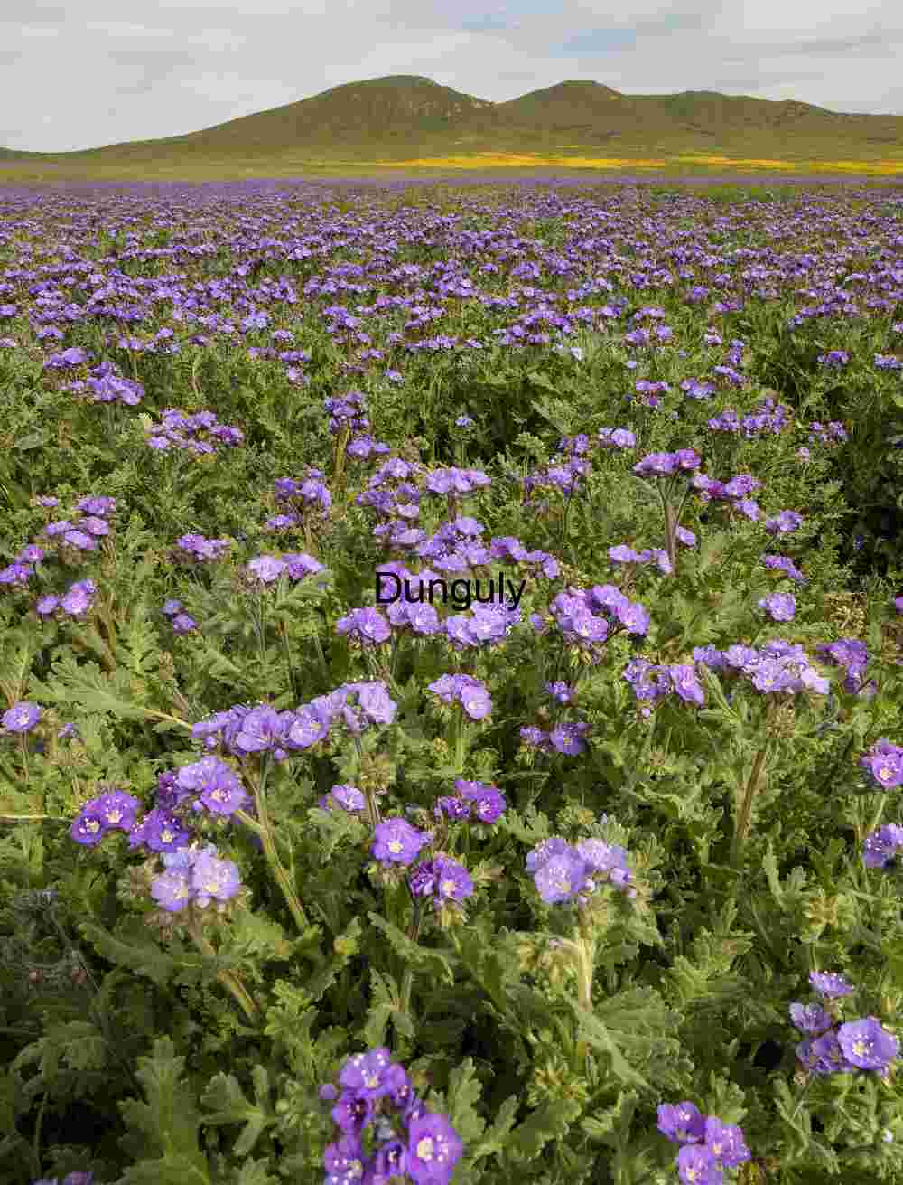 Purple Bloomscape: Wildflower Field Beneath Verdant Hills