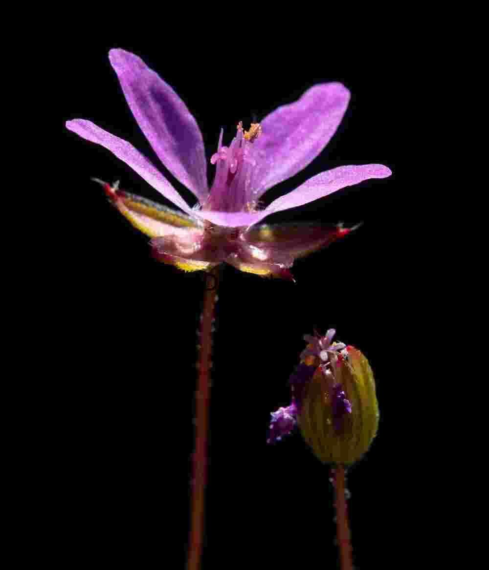 Purple Bloom and Bud Against Black: A Study in Floral Morphology