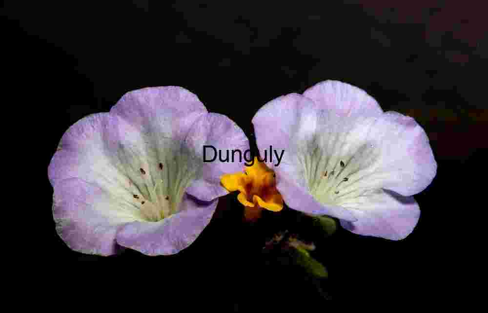 Contrast in Bloom: Lavender and Gold